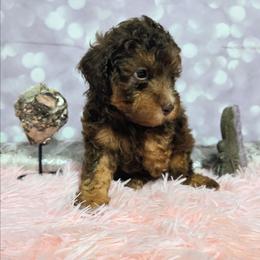 Dawn - Brown female Poodle puppy in Neosho, Missouri from Star Light Pups