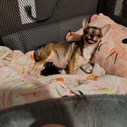 Baby Boy 2- Available for deposit 12-31-2025 - Black and tan male Chihuahua puppy in Weatherford, Texas from Small and Mighty Chihuahuas