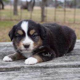 Lady - Black tri female Miniature Australian Shepherd puppy in Evant, Texas from Lazy VT Bar Ranch