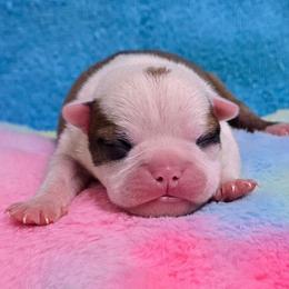 Black mask fawn boy - Red male Boston Terrier puppy in George West, Texas from JT Bostons