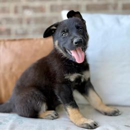 Purple - Tiny Dancer - Black female German Shepherd puppy in Highland, Utah from Angel Pups Deluxe