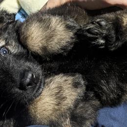 German Shepherd Puppies from Reign Land
