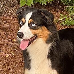 Promise - Miniature Australian Shepherd