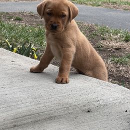 Boy 2 - Yellow Labrador Retriever puppy in Griswold, Connecticut from Ware the Labs Are