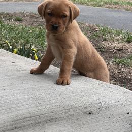 Boy 2 - Yellow Labrador Retriever puppy in Griswold, Connecticut from Ware the Labs Are