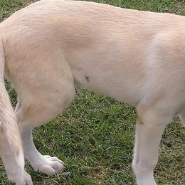 Anatolian Shepherd Dogs from Twisted Trails Farm