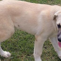 Anatolian Shepherd Dogs from Twisted Trails Farm