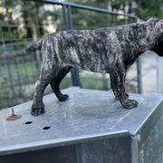 Perro de Presa Canario Puppies from Stephanie Ruiz