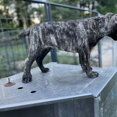 Perro de Presa Canario Puppies from Stephanie Ruiz