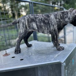 Perro de Presa Canario Puppies from Stephanie Ruiz