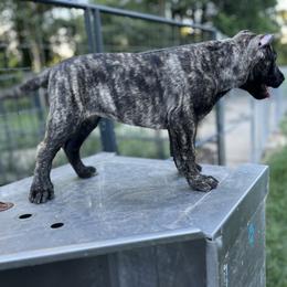 Perro de Presa Canario Puppies from Stephanie Ruiz