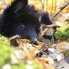 Belgian Sheepdog Puppies from Blue Moon Belgian Sheepdogs