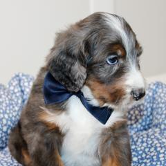 Australian Mountain Doodle, Australian Shepherd, Bernedoodle, Labradoodle, and Poodle Puppies from Island View Poodles & Doodles