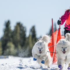 Samoyeds from T&M Samoyeds