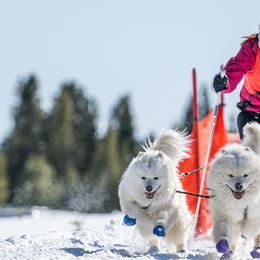 Samoyeds from T&M Samoyeds