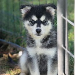 Sparrow - Black and white female Pomsky puppy in Lewiston, Minnesota from Family Pomsky
