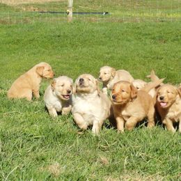 Golden Retriever Puppies from Valley Creek Farm