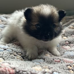 Bailey - Tri-colored female Pomeranian puppy in Hilo, Hawaii from Jonna's Poms