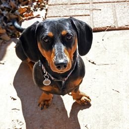Mojo - Dachshund