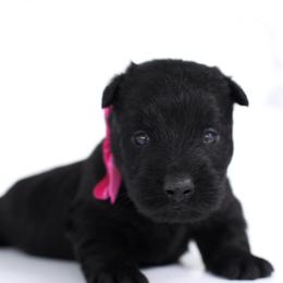 Sophie - Black female Scottish Terrier puppy in Mount Joy, Pennsylvania from K&M Kennel