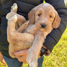 Girl 1 - Apricot female Goldendoodle puppy in Mattawan, Michigan from Doodifuldoods