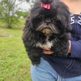 Pink - Black gold and white female Shih Tzu puppy in Needville, Texas from Precious Moments Shih Tzu