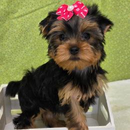 Mia - Blue and gold female Yorkshire Terrier puppy in Monticello, Iowa from Ashley’s Puppies