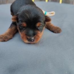 Mr. White - Black and gold male Yorkshire Terrier puppy in Woodway, Texas from The Yorkie Empire