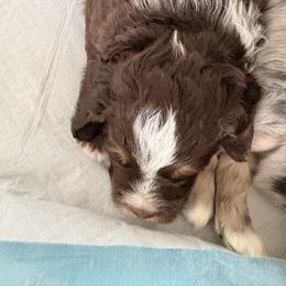 Bernedoodle Puppies from Terri Suchy