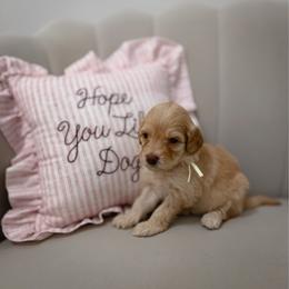 Rosette - Apricot female Goldendoodle puppy in Fleming Island, Florida from Island Doodles