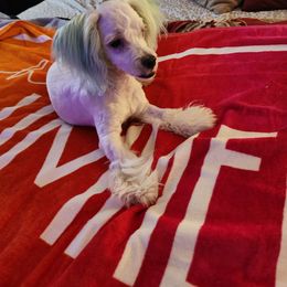 Maltese Puppies from Silver & Sapphire's Designer Puppies