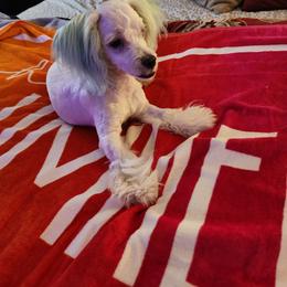 Maltese Puppies from Silver & Sapphire's Designer Puppies