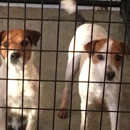 April - Jack Russell Terrier