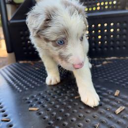 Dolly - Lilac merle female Border Collie puppy in Richland Hills, Texas from Bordercollieblues