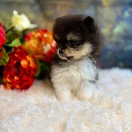 Nugget - Black and tan parti male Pomeranian puppy in California from T & D Dream Poms