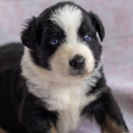 Australian Shepherd puppies from Towkach Mini Ranch