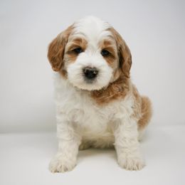 Goldendoodle Puppies from Magic Valley Goldendoodles