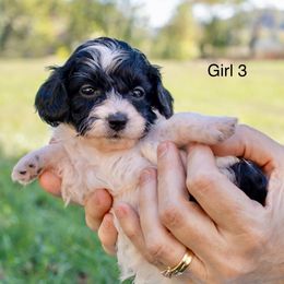 Doxie and Poodle - Doxiedoodle GIRLS - Piebald female Dachshund puppy in Burkesville, Kentucky from Bline’s Awesome Aussies & Doxies at the Bline Family Farm
