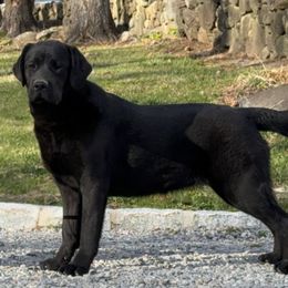 Cannoli - Labrador Retriever