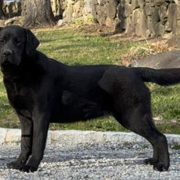 Cannoli - Labrador Retriever