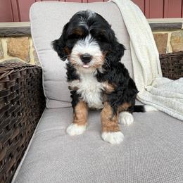 Milo - Tri-color male Bernedoodle puppy in Holtwood, Pennsylvania from Country Ridge Puppies