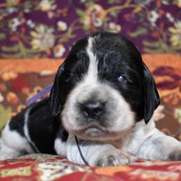 Dolly - Black and white female English Springer Spaniel puppy in Chapmansboro, Tennessee from Balthrop Bend Farms