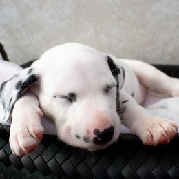 Chedder - White and black male Dalmatian puppy in Hastings, Florida from Love My Spotty Dalmatians
