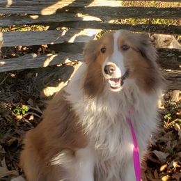 Dolly - Shetland Sheepdog