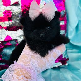 Velvet - Black female Pomeranian puppy in Green Cove Springs, Florida from Natasha's Ark of Joy