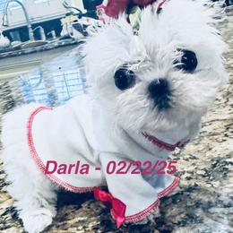 Maltese and Yorkshire Terrier Puppies from Lydia's Maltese and Yorkshire Terriers