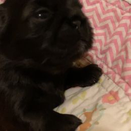 Shih Tzu Puppies from Winnie the Tzu’s Too