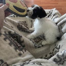 Miniature Schnauzer Puppies from Lap Happy Schnauzers