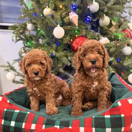 French Bulldog and Goldendoodle Puppies from Haus of Pawz