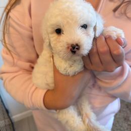 Puppy 3 - White male Poodle puppy in Grass Valley, California from Cuddle Paws Poodles